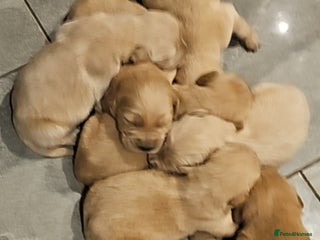 Golden Retriever dogs - Advert 19