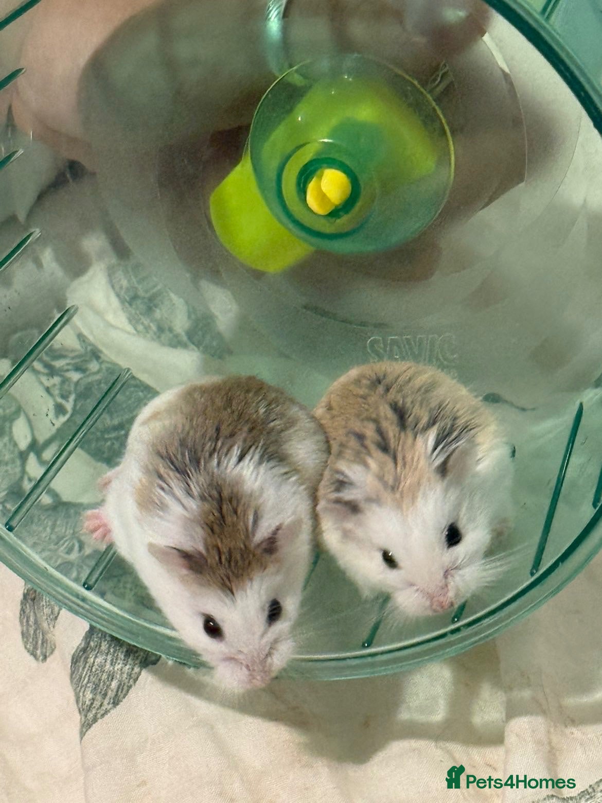 Hamster rodents Two female hamsters  - Advert 8