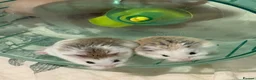Hamster rodents for sale: Two female hamsters  in Crediton - Advert 1