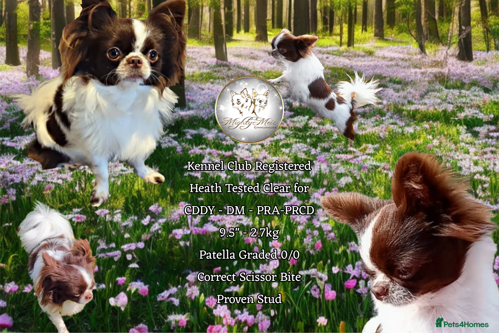 Chihuahua dogs KC Russian import - Heath Tested- Proven Stud - Advert 2