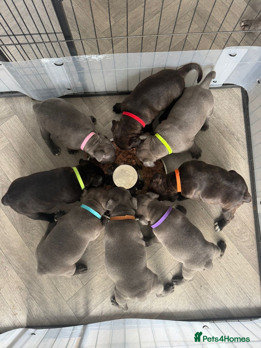 Staffordshire Bull Terrier dogs for sale: 🩷🩷🩷🩵Beautiful blue brindle Staffy pups🩷🩷🩷🩵 - Image 6