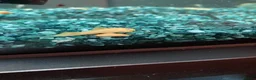 Plecos fish for sale: Blue-eye lemon Bristlenose pleco juveniles  - Advert 9