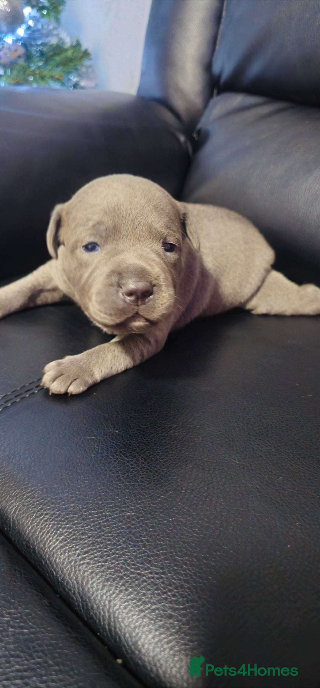 Staffordshire Bull Terrier dogs for sale: Staffordshire bull terrier  - Advert 2