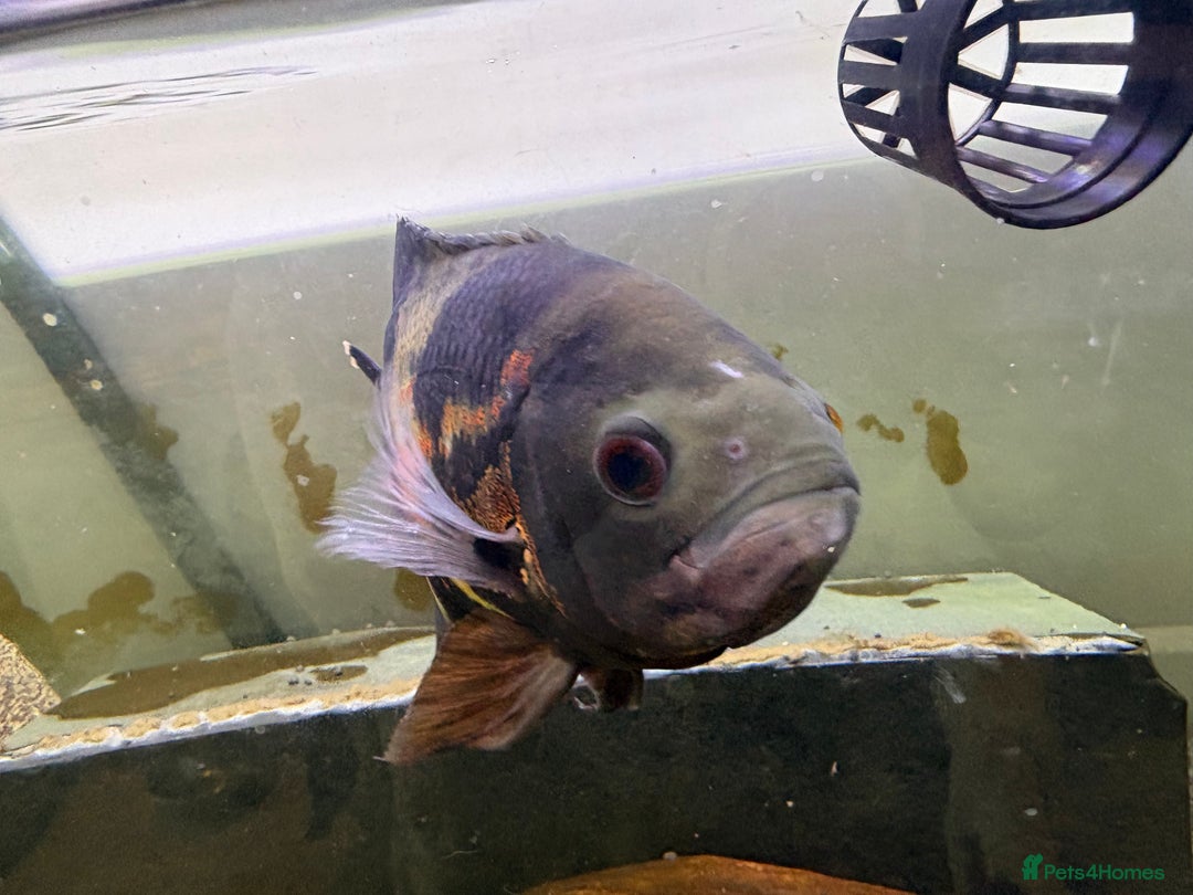 Other/Mixed Breed fish for sale: 2 Birchirs 2 Oscars - Image 8