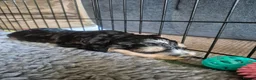 Cockapoo dogs for sale: 🐾 Beautiful F1 Cockapoo Puppies 🐾  - Advert 25
