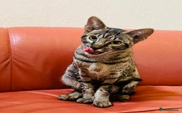 Savannah cats for sale: F7 brown & charcoal spotted savannah kittens - Image 8