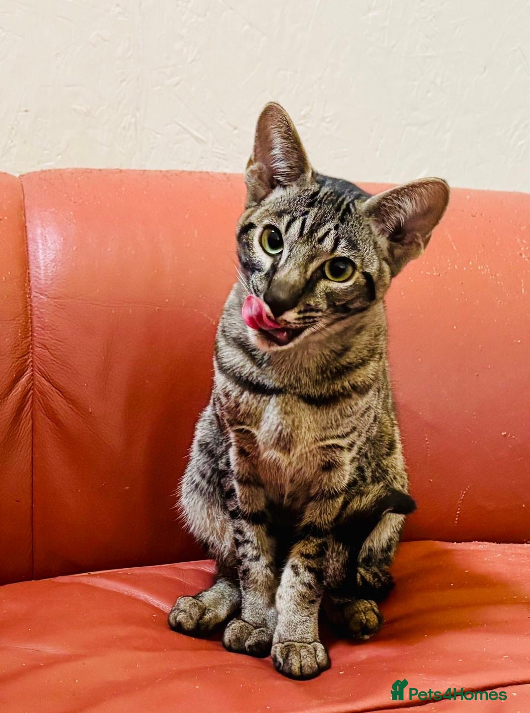 Savannah cats for sale: F7 brown & charcoal spotted savannah kittens - Image 8