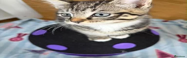 Male kitten