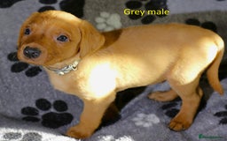 Labrador Retriever dogs for sale: Fox red labrador pups ready now - Image 16