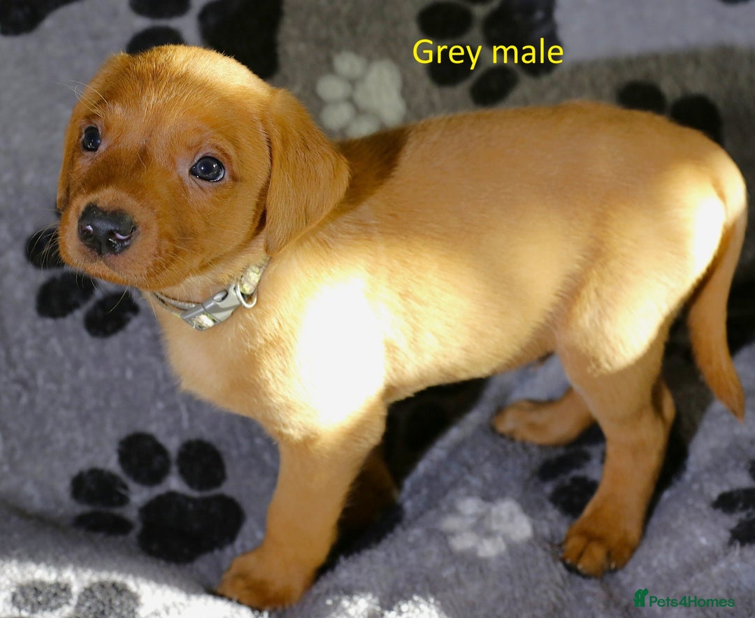 Labrador Retriever dogs for sale: Fox red labrador pups ready now - Image 16