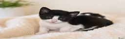 Mixed Breed cats for sale: Adorable Kittens Looking for Loving Homes - Advert 5