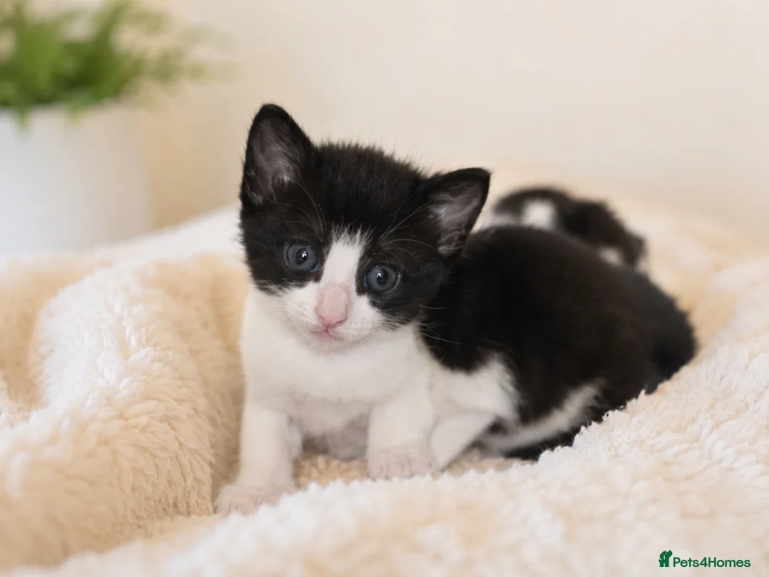 Mixed Breed cats for sale: Adorable Kittens Looking for Loving Homes - Advert 5