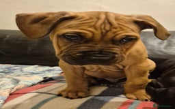 Mixed Breed dogs for sale: Bullmastiff x puppies 🐶  - Advert 16