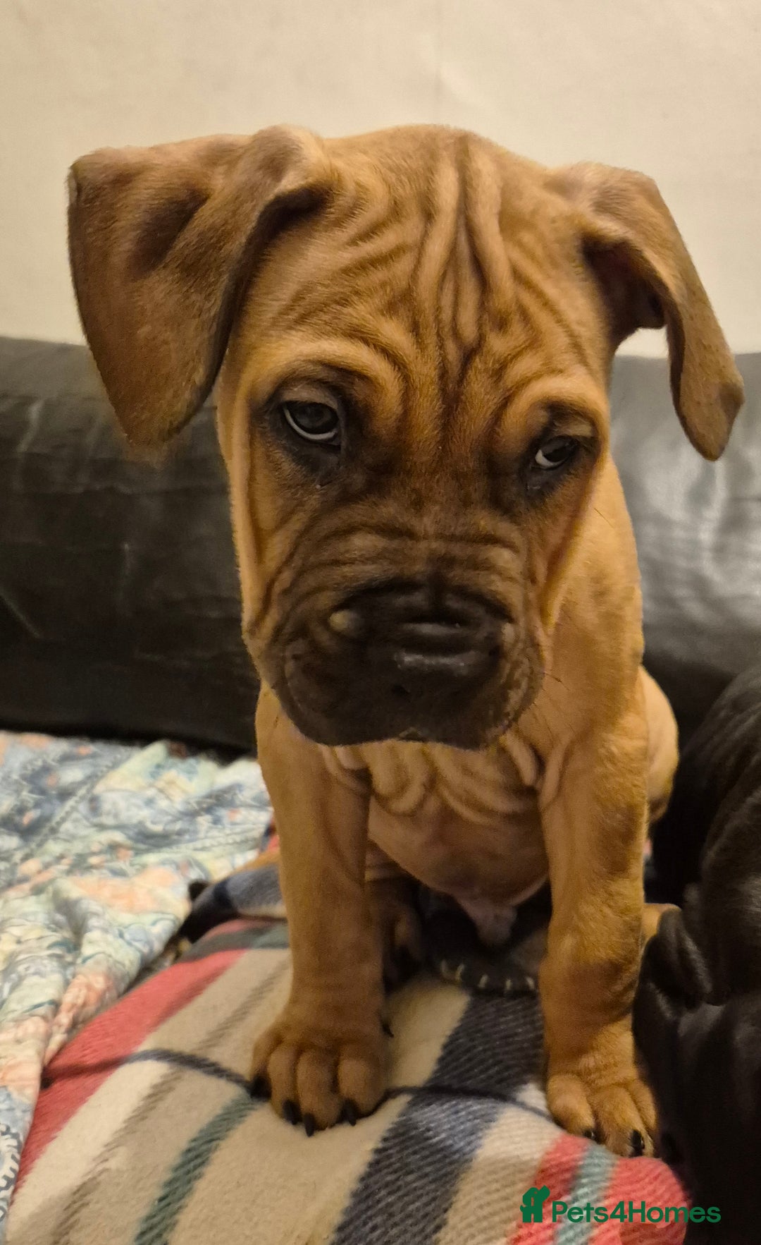 Mixed Breed dogs for sale: Bullmastiff x puppies 🐶  - Advert 16