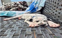 Dalmatian dogs for sale: 💙last LUA boy 💙 KC reg - Image 3