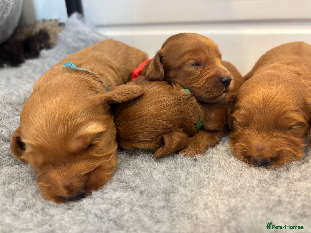 Cockapoo dogs for sale: 🐶Stunning F1 Cockapoos🐾health tested patents 🧬  - Image 4