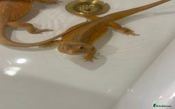 Bearded Dragon reptiles for sale: Bearded dragons for sale  - Image 6
