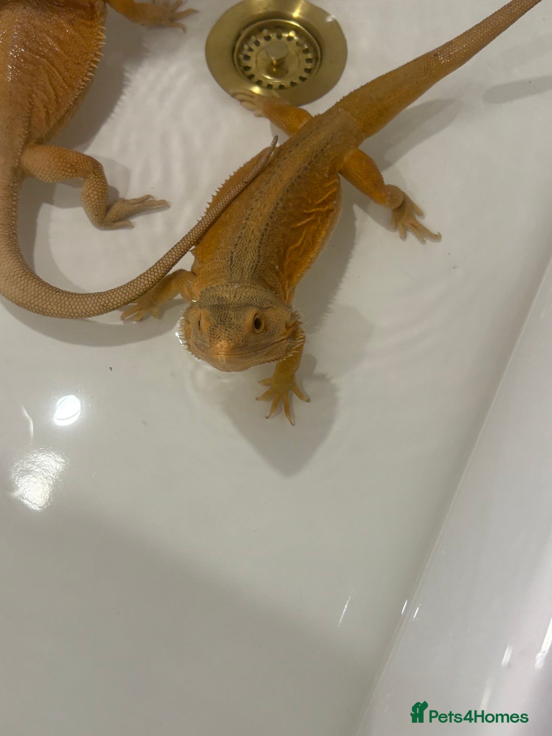 Bearded Dragon reptiles for sale: Bearded dragons for sale  - Image 6