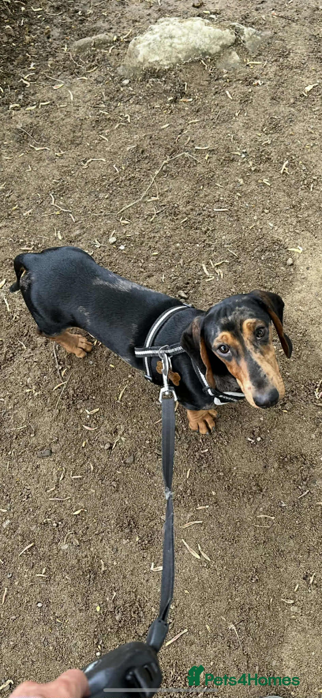 Dachshund dogs for sale: 1 year old male dachshund  - Advert 2