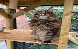 Maine Coon cats for sale: 3 Purebred Maine Coon Kittens - Will Sell Fast!! ✨ - Image 5