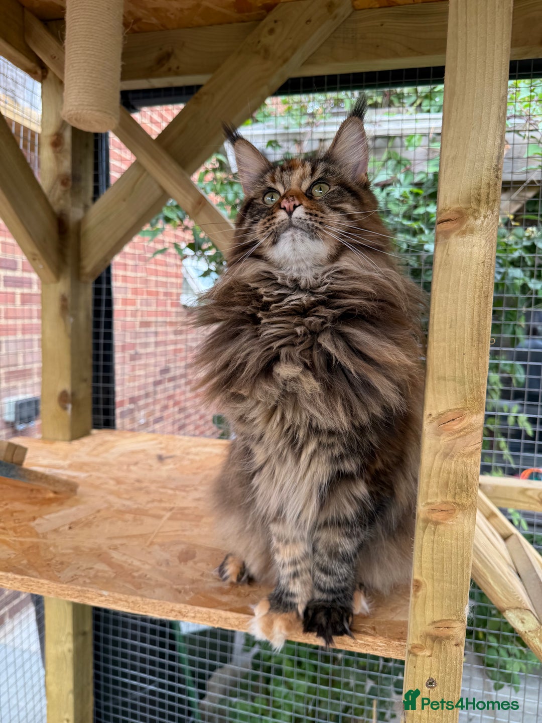 Maine Coon cats for sale: 3 Purebred Maine Coon Kittens - Will Sell Fast!! ✨ - Image 5