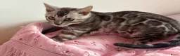 Bengal cats for sale: Silver Grey Male TICA Kitten - Advert 12