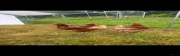 Chickens poultry for sale: Rehoming flock of hens  - Advert 4