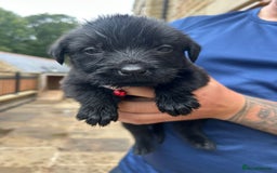 Mixed Breed dogs for sale: Mixed giant schnauzer x rottweiler puppies - Image 1