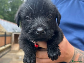 Mixed Breed dogs - Advert 2