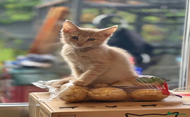 Maine Coon cats - Advert 3