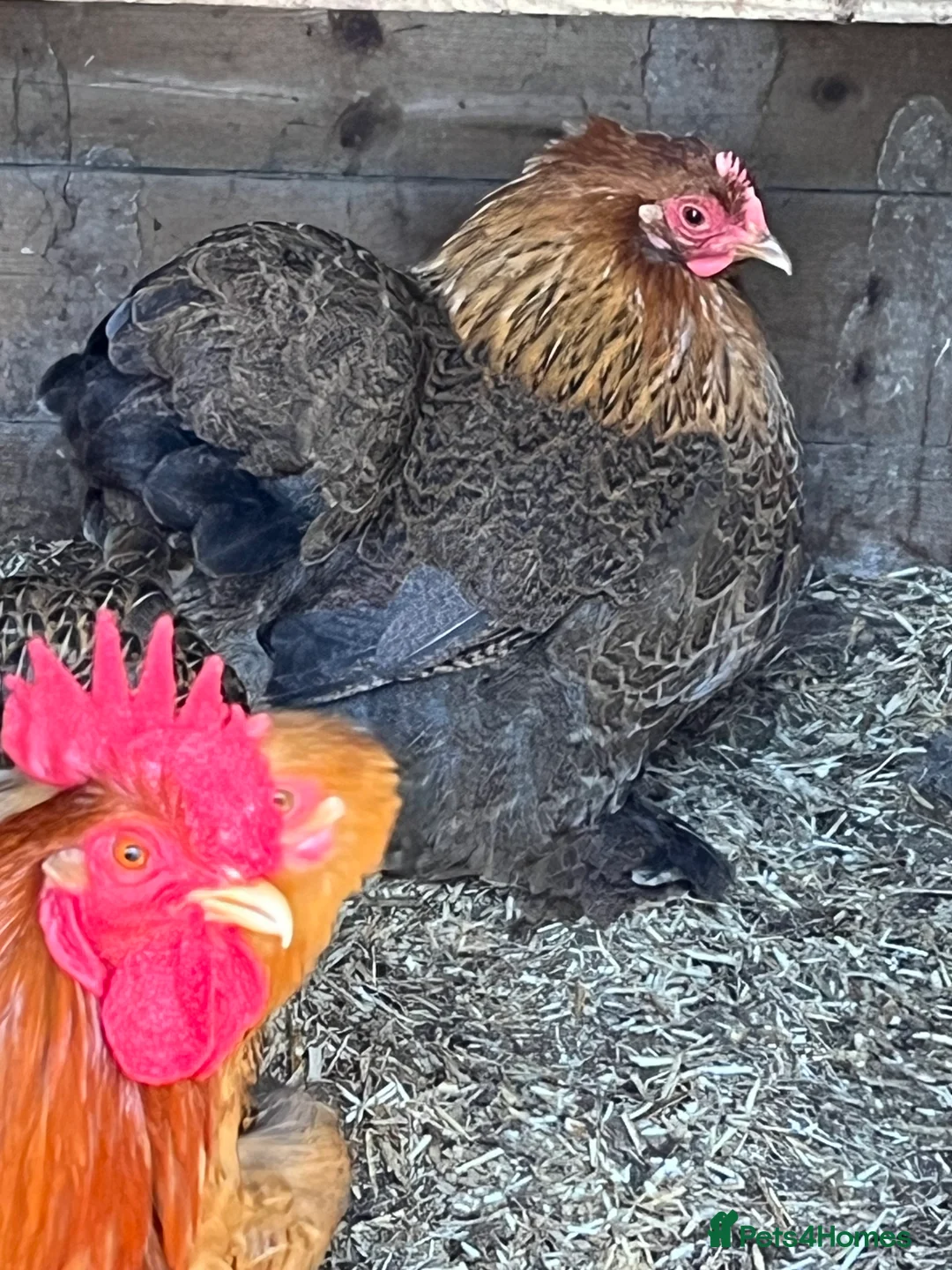 Chickens poultry for sale: Pekin bantams - Advert 5