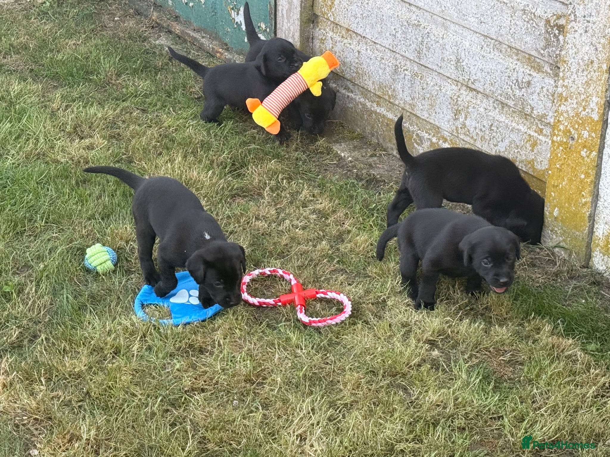 Labrador Retriever dogs Beautiful Black working Labs - Advert 2