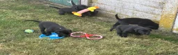Labrador Retriever dogs for sale: Beautiful Black working Labs - Advert 2