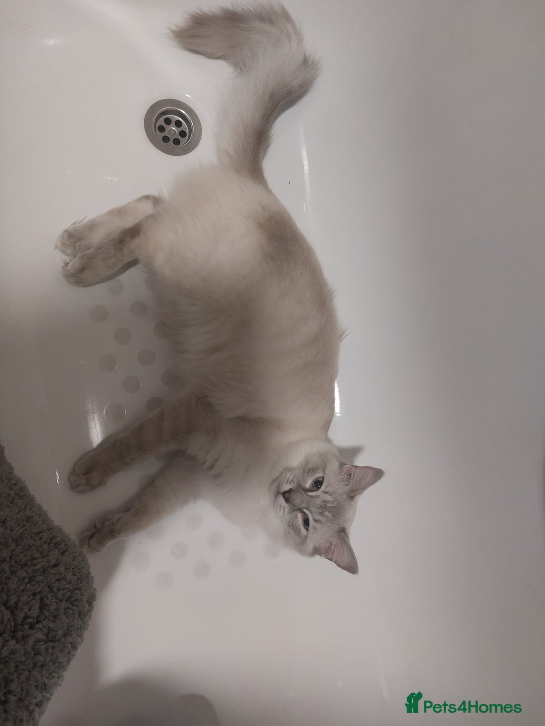 Ragdoll cats for sale: Beautiful lilic linx ragdoll female 16 months - Advert 5