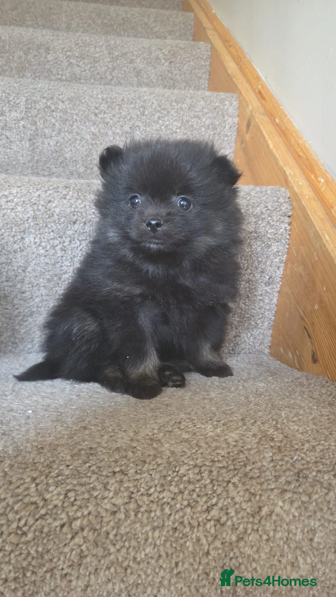 Pomeranian dogs for sale: TINY POM PUPPIES EXTENSIVELY HEALTH CHECKED in Manchester - Advert 3
