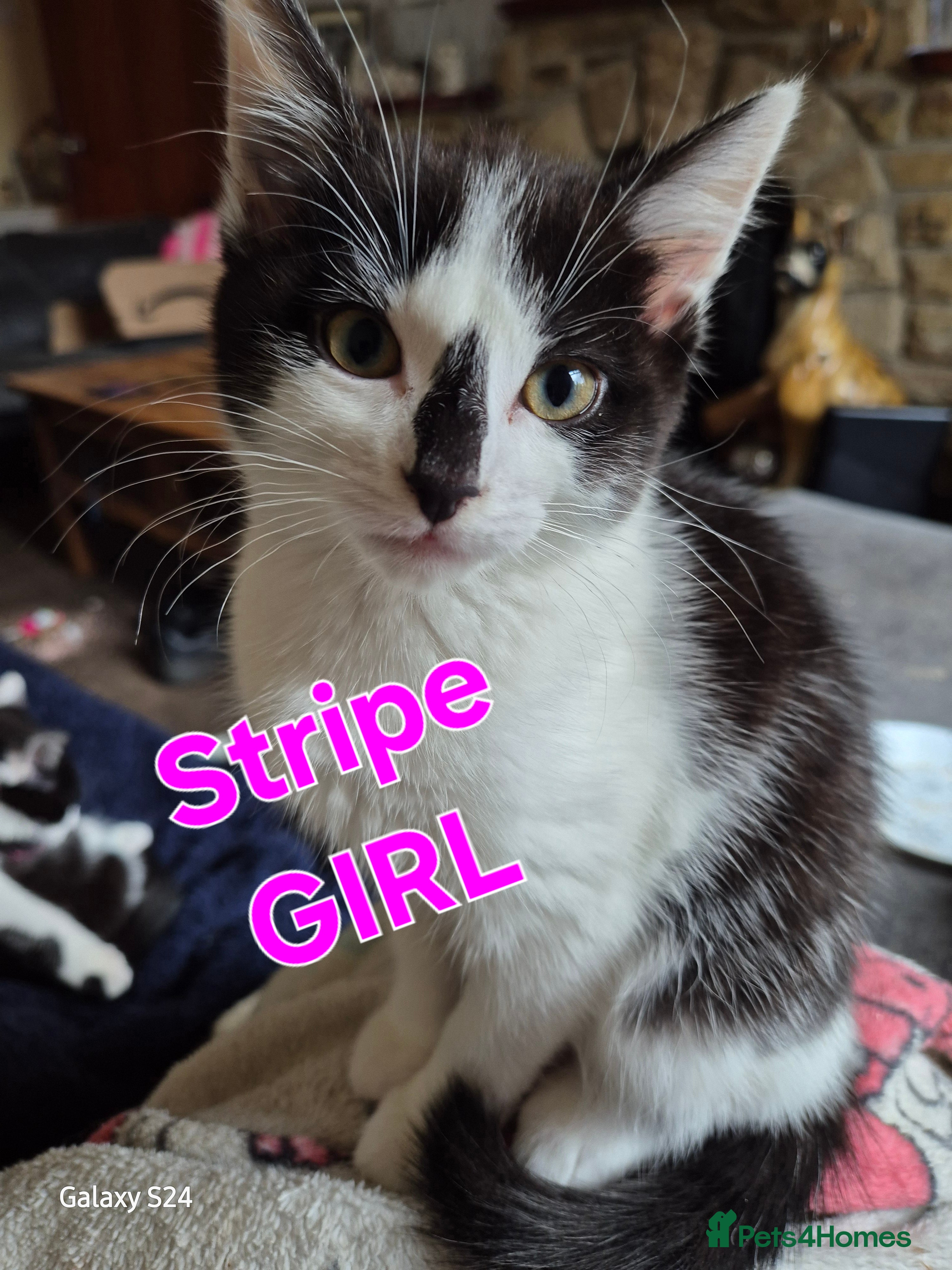 British Shorthair cats Kittens 😸  - Advert 2