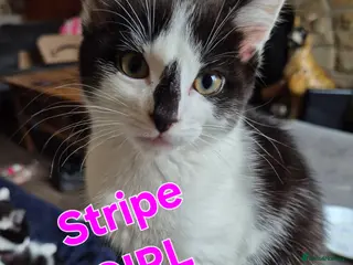 British Shorthair cats Kittens 😸 - Advert 1