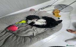 Bichon Frise dogs for sale: Bichon frise puppy  - Image 3