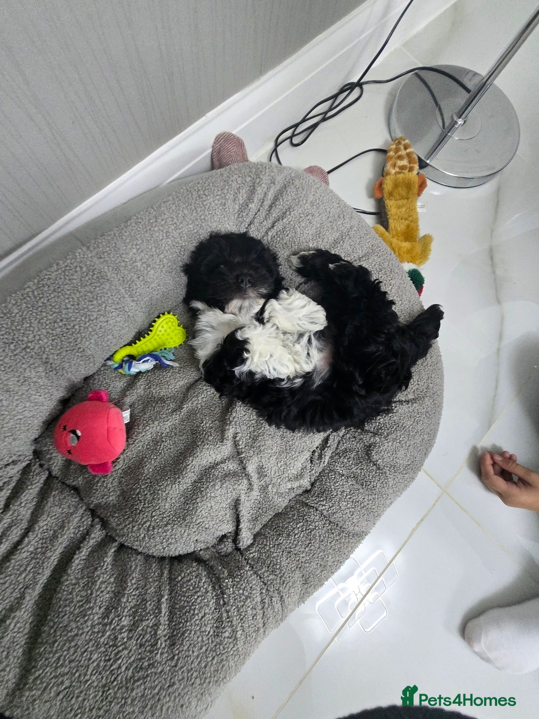 Bichon Frise dogs for sale: Bichon frise puppy  - Image 3