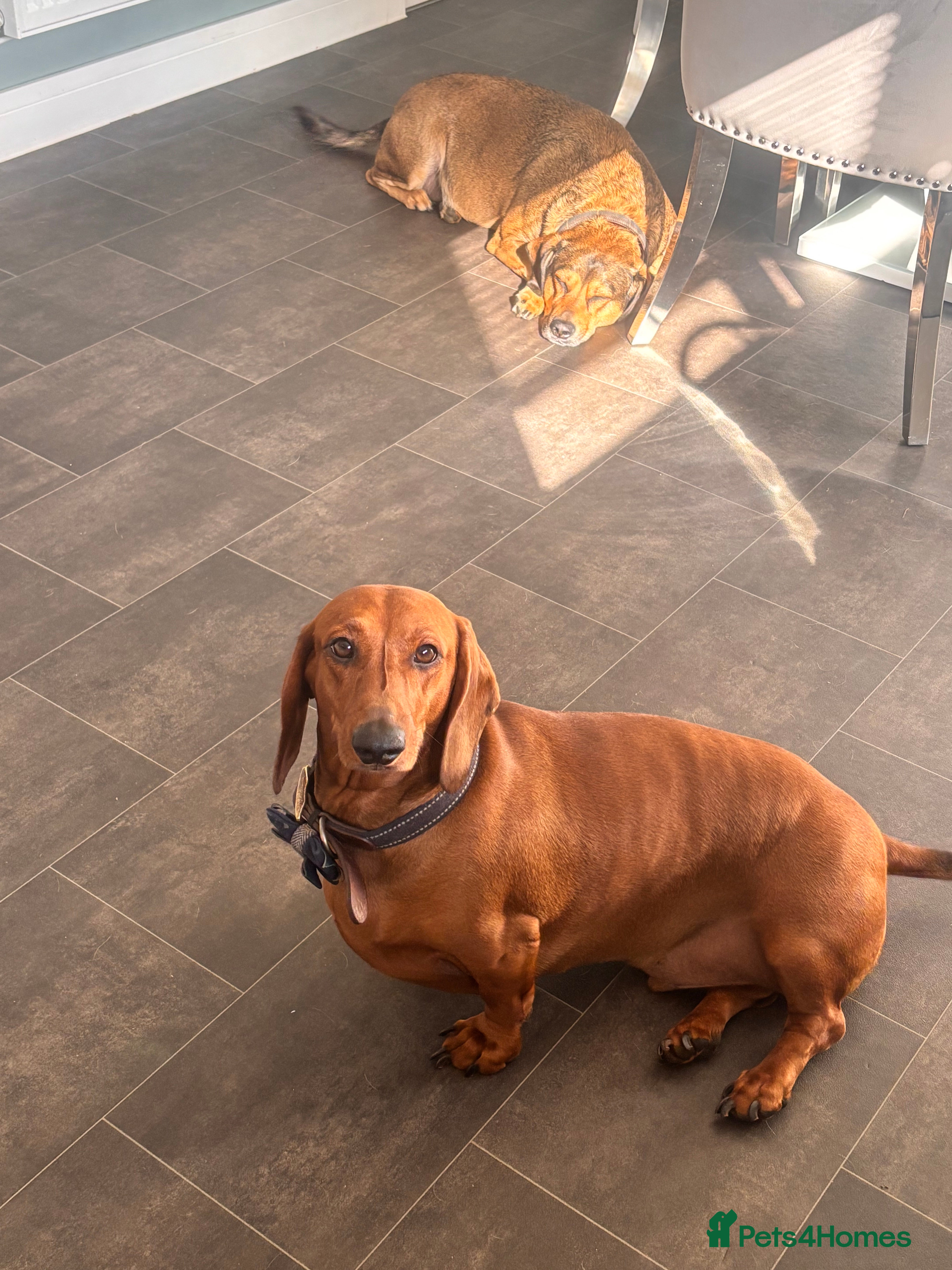 Dachshund dogs Red pedigree Dachshund  - Advert 10