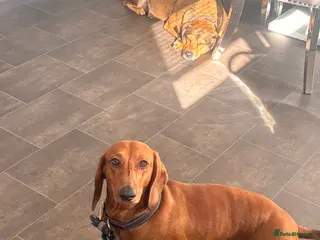 Dachshund dogs Red pedigree Dachshund - Advert 10