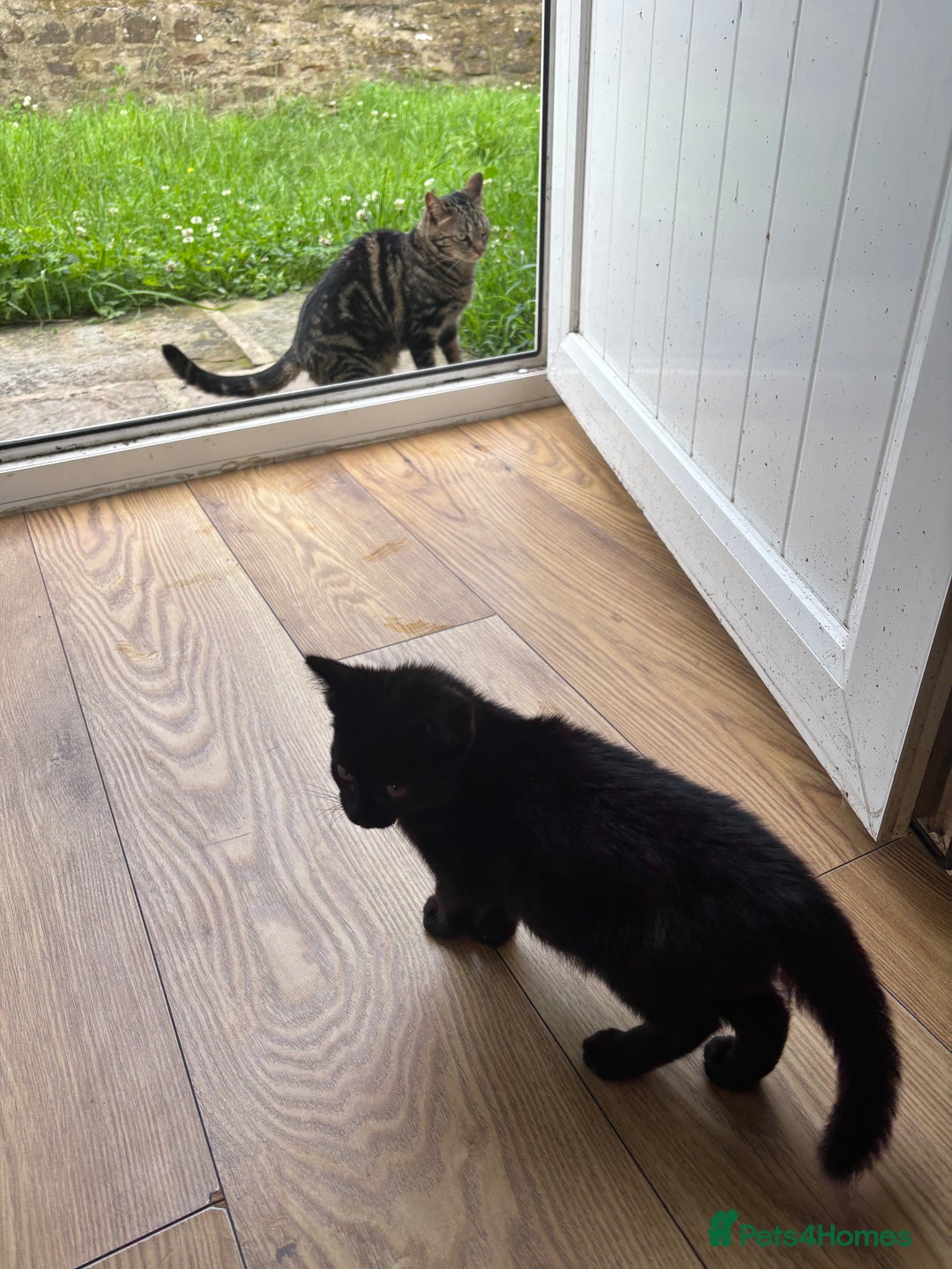 British Shorthair cats for sale: Stunning little kitten for sale  - Image 8