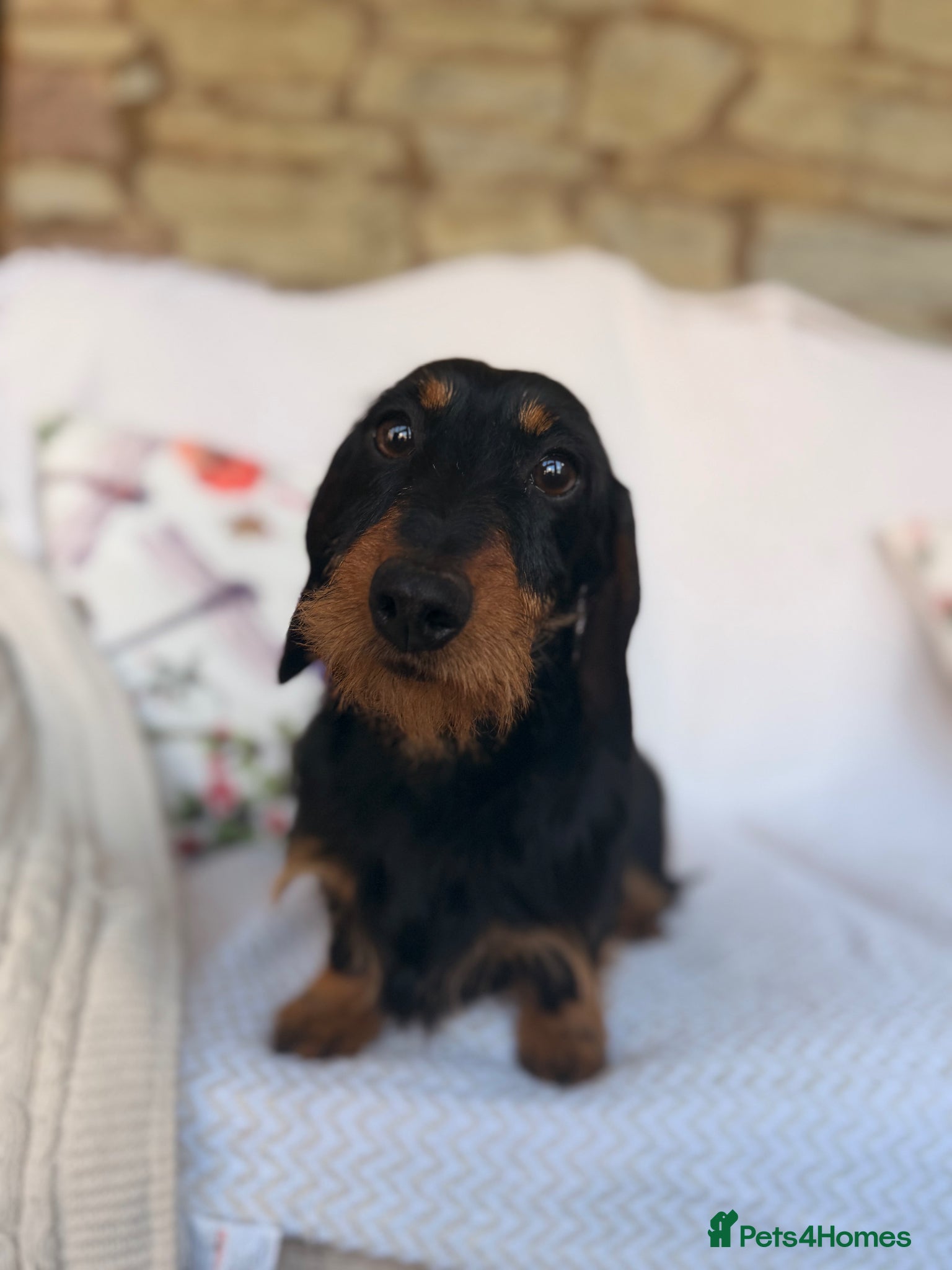 Miniature Dachshund dogs Champion bred wire haired bitch - Advert 1