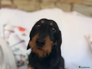 Miniature Dachshund dogs Champion bred wire haired bitch - Advert 1