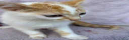 Domestic Shorthair cats for sale: 5 beautiful coloured kittens - Advert 9