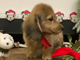 Miniature Dachshund dogs KC Registered Long Haired Mini babies - Advert 6