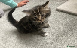 Mixed Breed cats for sale: Big fluffy kittens for sale part Maine coon - Image 12
