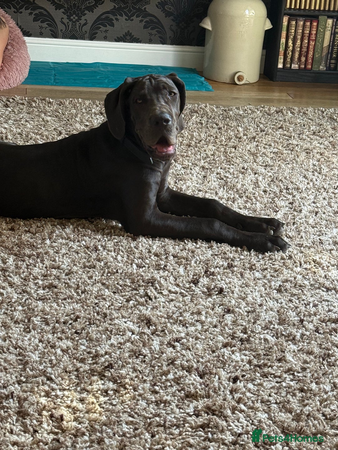 Great Dane dogs for sale: 5 month Great Dane puppy - Image 2