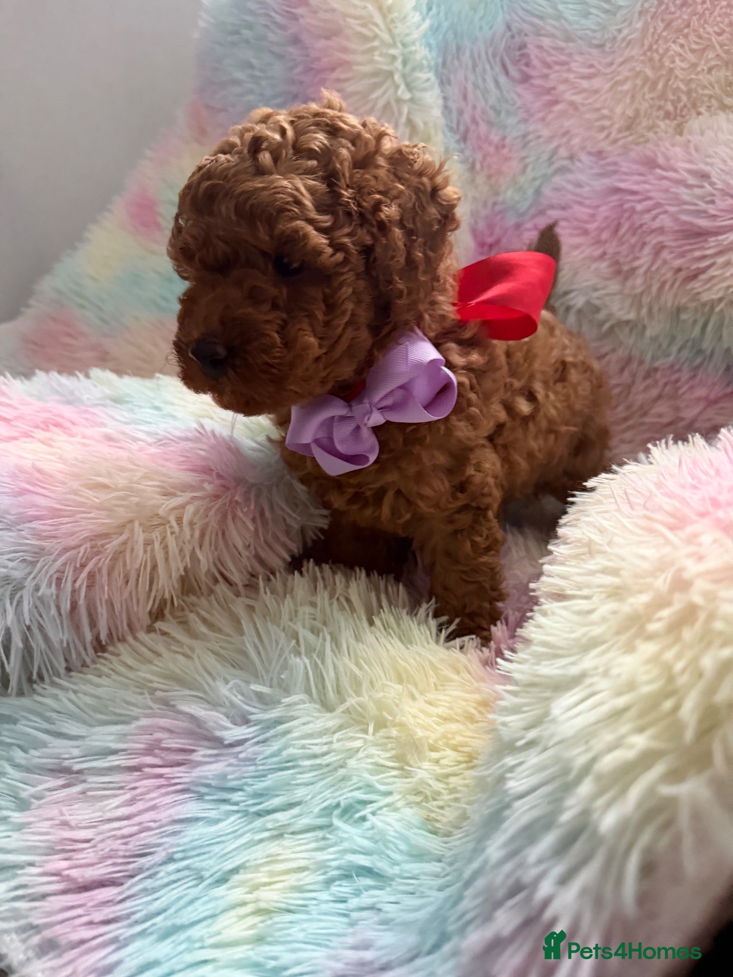 Toy Poodle dogs for sale: Red Toy poodle 🐩❤️ - Advert 2
