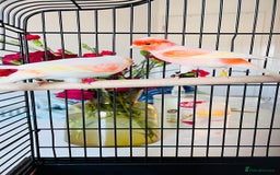 Canaries birds for sale: “Beautiful Mosaic Canary Pair + Cage +Food - Advert 2